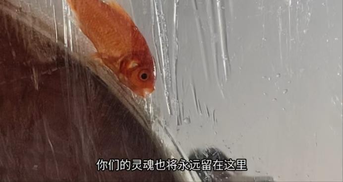 crush 血色主全程语言羞辱，玻璃第一视角踩爆贱鱼，鱼内脏，血从眼睛喷出，爆炸 [9分21秒]