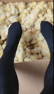 crush 踩2箱500只鸡 [28分39秒]